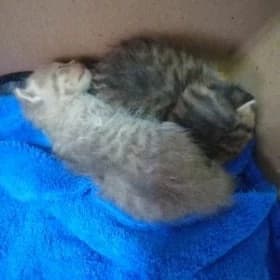 котята