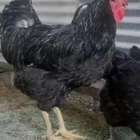 jersiy gigant horaz