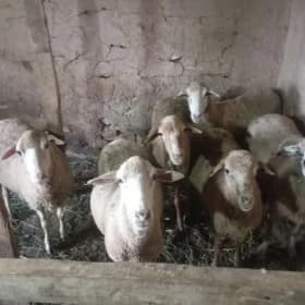Merenos goyunlar