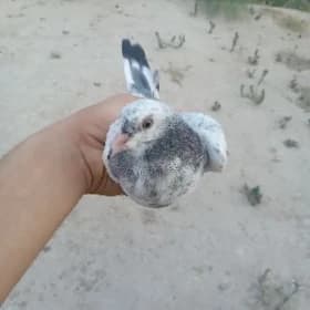 kepder