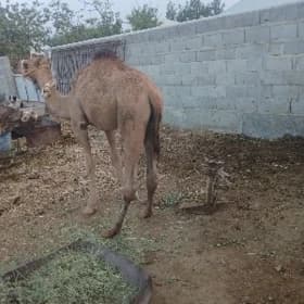 Ogşuk