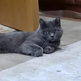 кот брданск