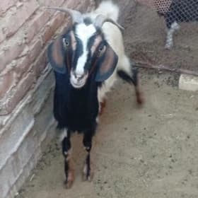 geci