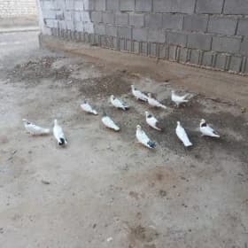 kepderi