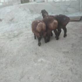 toklylar