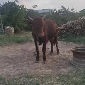 òkuzçe