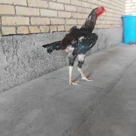 салдат