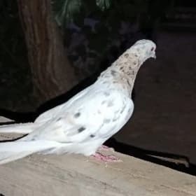 кепдер