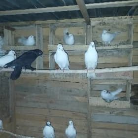 kepderi