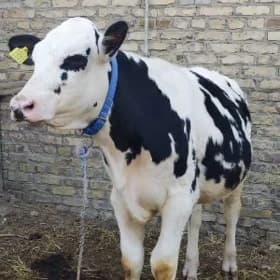 Arassa Beliý Galowka Simental