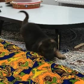 Awçarka