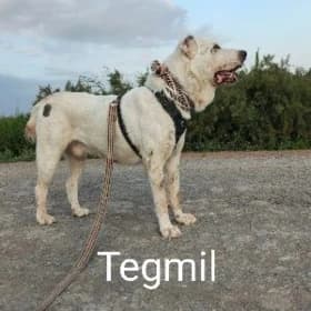 tegmil