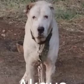 Akgus