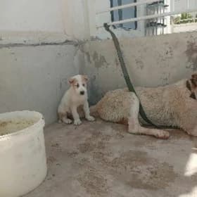 turkmen gujukler urkacy
