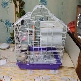 кледка