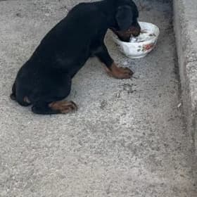 Doberman erjek