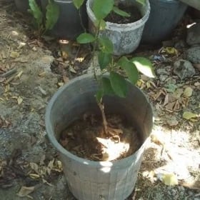 limon