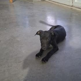 pitbul