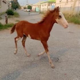 taycanak