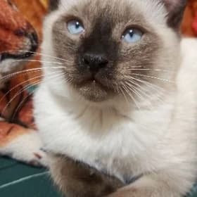 Котик Сиамской породы.