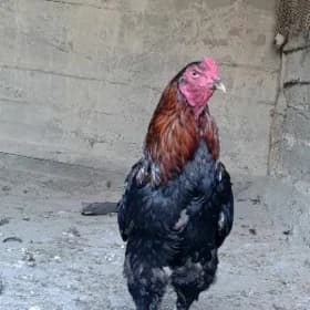Taşkent Horaz