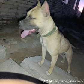 Pit bull Amstradaft