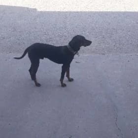 Pointer
