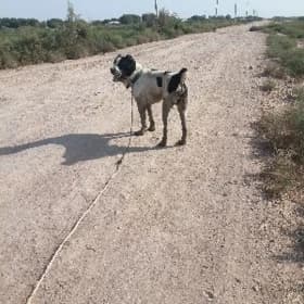 Baluw