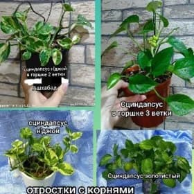 цветы д/дома,офиса,в подарок