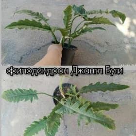 цветы