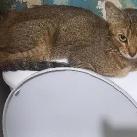 нашла кошку
