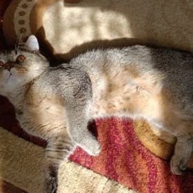 кот Котик на вязку