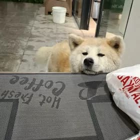 Akita Акита Ину