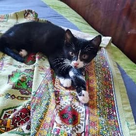 Котёнок