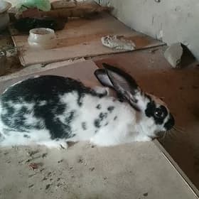 Строгач