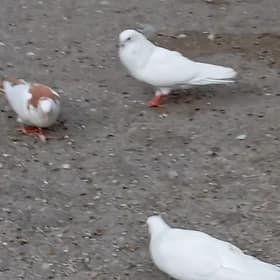 kepteri