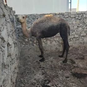 Ogşuk
