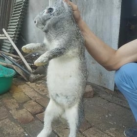 Towşan Кролик