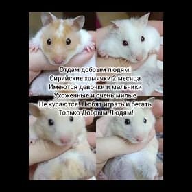 хомячки