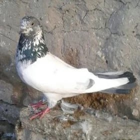 Kepderi