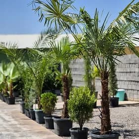Palma Trakikarpus fortunei