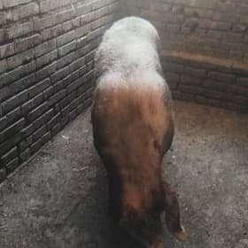донуз