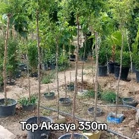 Akasya