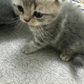 шотландский