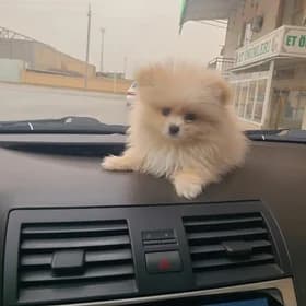 померанский шпиц