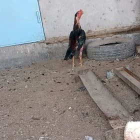 horaz