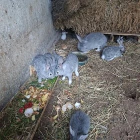 satlyk towşanlar