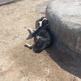 тапылды