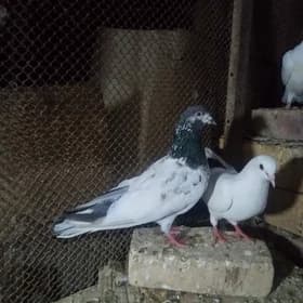 kepderi