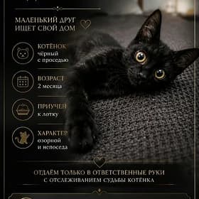 Черный красавец в добрые рук😺